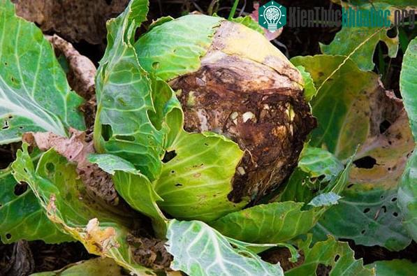 Tìm ra bí mật về bệnh thối đen trên rau vụ đông ảnh 2