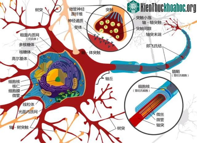 Sơ đồ cấu trúc nơron, quả cầu màu vàng là hạt nhân.