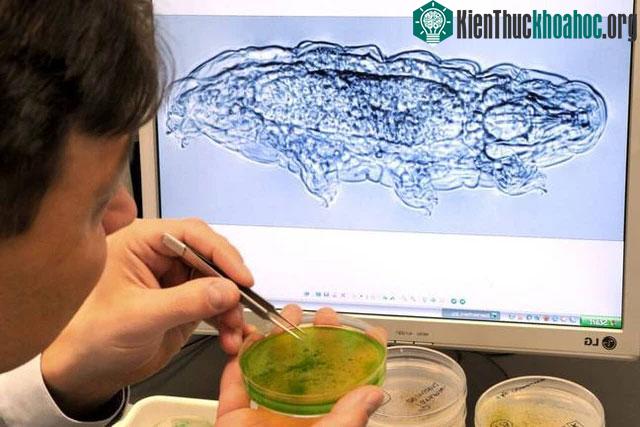 Gấu nước có một cơ thể thực sự gây kinh ngạc cho giới khoa học.