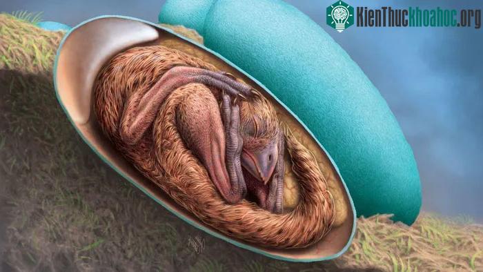 Chim hiện đại đều là hậu duệ trực tiếp của một nhóm khủng long hai chân theropod.