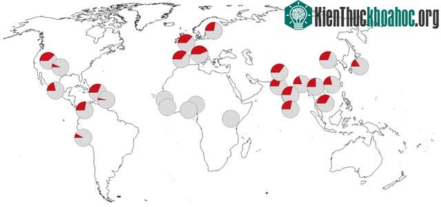 Sự phân bố của haplotype tốt trên nhiễm sắc thể số 12 có tác dụng bảo vệ khỏi Covid-19.