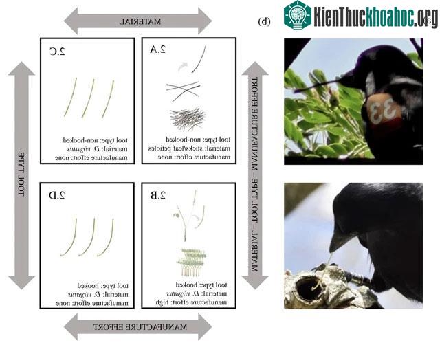 Quạ sẽ có hành vi giữ công cụ của chúng khi đó là cành cây có móc.