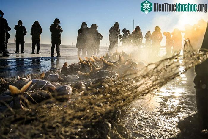 Hoạt động đánh bắt cá sôi nổi này thu hút rất đông khách du lịch tới tham quan.
