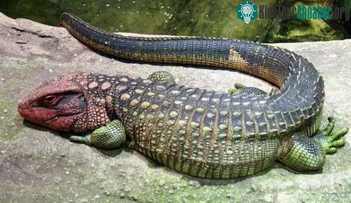 Chúng có một cái đuôi dài và dẹt để hỗ trợ cho việc bơi lội.
