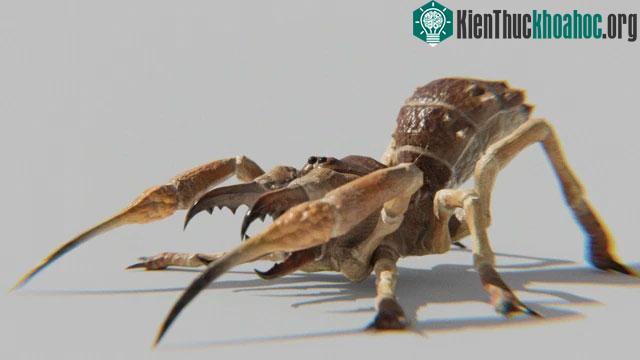 Một số loài cũng sống ở đồng cỏ hoặc sinh cảnh rừng.