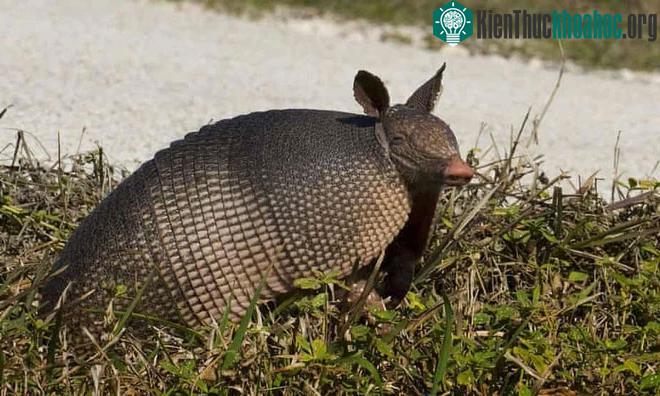 Những con armadillo có một bộ giáp xung quanh người
