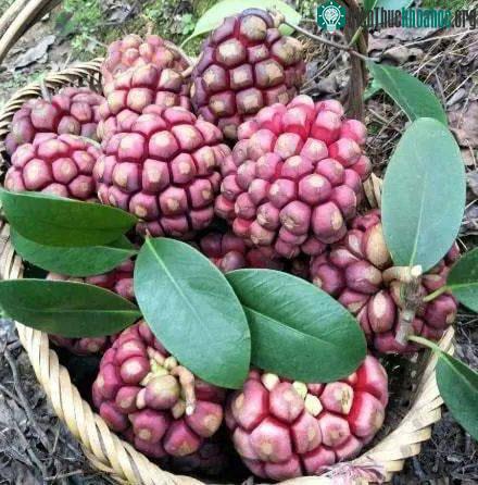 Khi trưởng thành có màu chung là đỏ tím, trông rất hấp dẫn.
