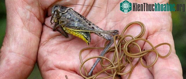 Spinochordodes tellinii