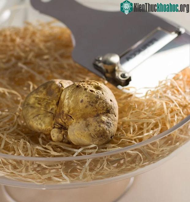 Nấm cục trắng