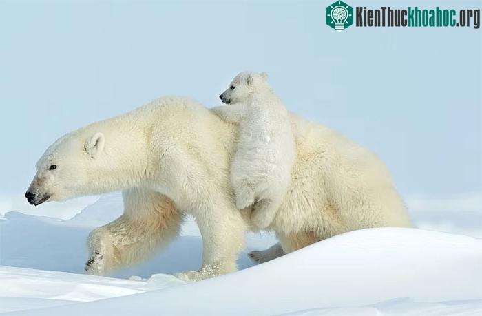 . Gấu mẹ và đàn con trắng như bông đang đùa nghịch trên tuyết.