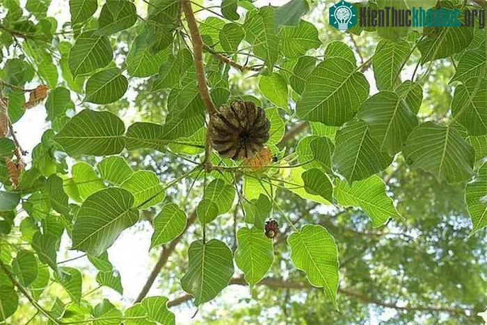 Quả của cây Vông Đồng.