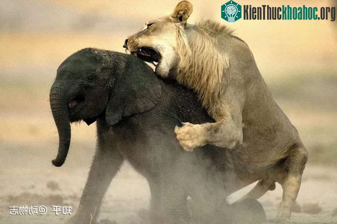 Khi lượng mưa dưới mức trung bình, số lượng voi bị sư tử giết sẽ tăng lên đáng kể.