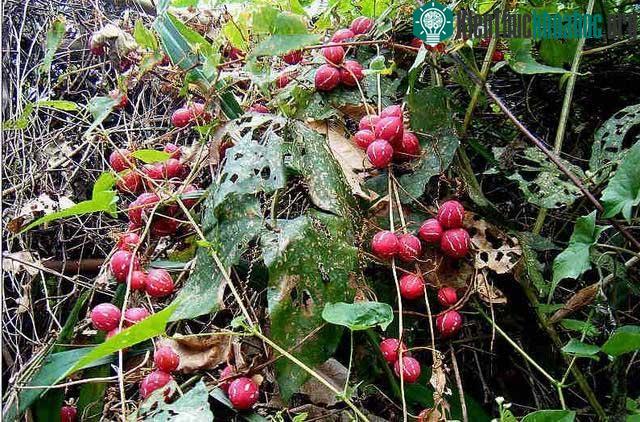 Dưa kép là loại cây mọc dại nhưng có vẻ ngoài sặc sỡ nên nhiều gia đình đem chúng về làm cảnh.