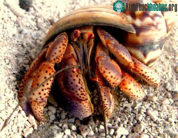 Loài cua ẩn sĩ ngày nay cũng chọn sống trong các vật thể bị bỏ lại để làm nơi trú ẩn