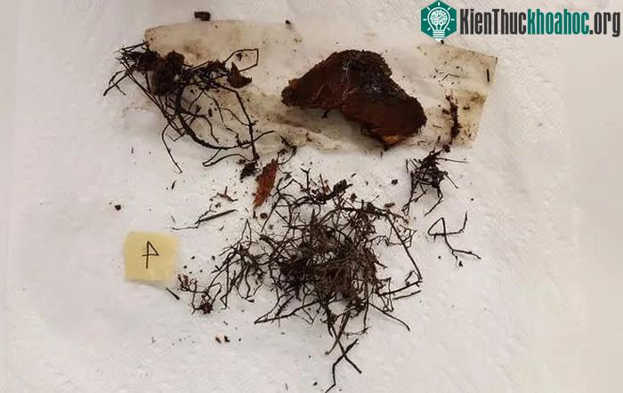 Armillaria ostoyae là một loại nấm ký sinh với những xúc tu dài màu đen