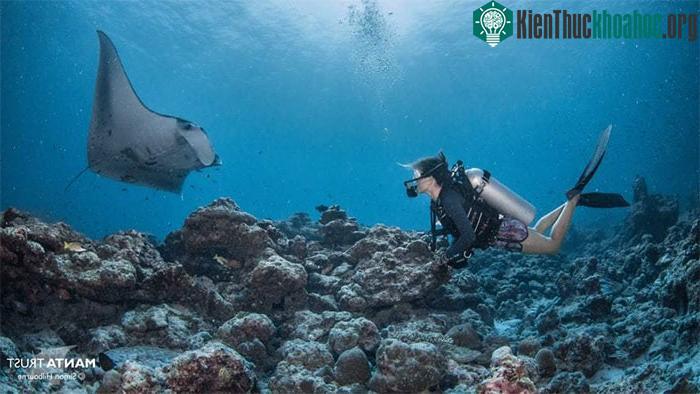 Ngắm nhìn quần thể lớn nhất thế giới về "những gã khổng lồ dưới nước hiền lành" ảnh 3