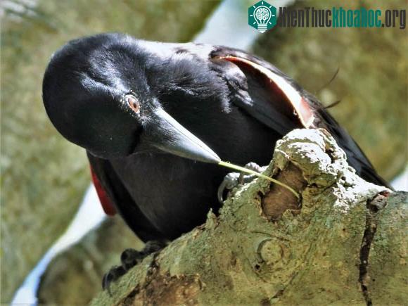 Quạ có thể xác định giá trị ưu tiên cho công cụ sử dụng.