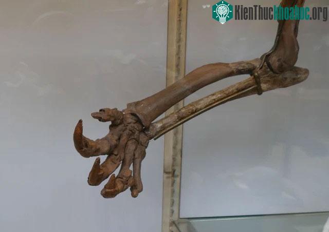 Thalassocnus là một chi lười đất bán tĩnh đã tuyệt chủng từ Miocen và Pliocen