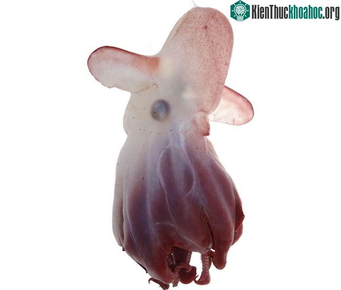 Bạch tuộc hoàng đế Dumbo