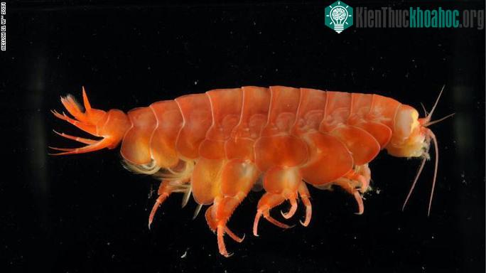 Eurythenes atacamensis, một loài giáp xác mới được phát hiện