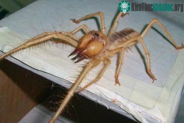 Solifugae thường là loài sinh sản mỗi năm một lần.