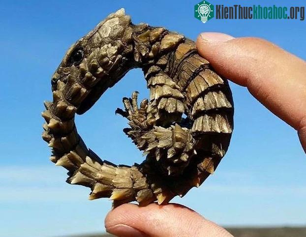 Thằn lằn Armadillo - Loài rồng bên ngoài đời thực ảnh 3