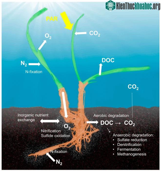 Có vẻ vi khuẩn Celerinatantimonas neptuna giúp cỏ biển cố định nitơ.
