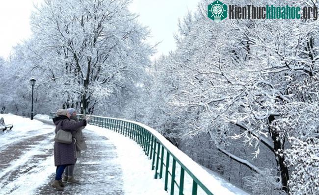 Tuyết rơi nhiều nhưng lặng gió nên đọng lại khá nhiều trên cây