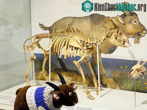 Dê hang đảo Balearic thực sự là loài động vật ăn chay.&nbsp;