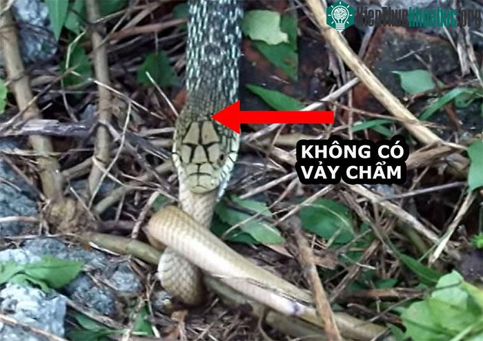 Đầu của một con rắn chuột vua (tên khoa học: Elaphe carinata) khá giống đầu rắn hổ mang