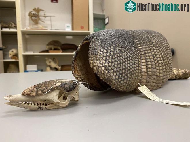 Xác con armadillo đầu tiên xuất hiện ở Virginia