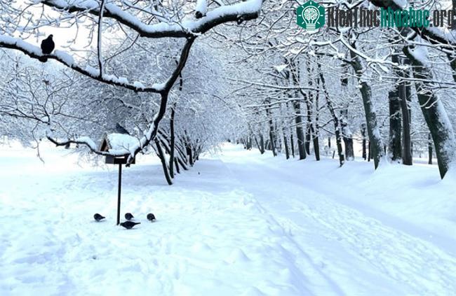 Bầy chim câu kiếm mồi trong khung cảnh êm đềm.
