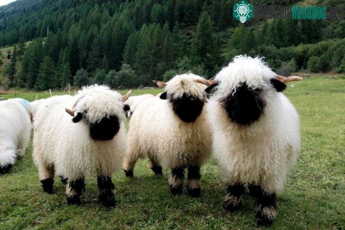 Cừu mũi đen Valais