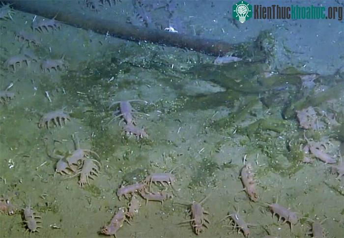 Sea Pig - Một trong những loài động vật kỳ lạ nhất dưới biển ảnh 5