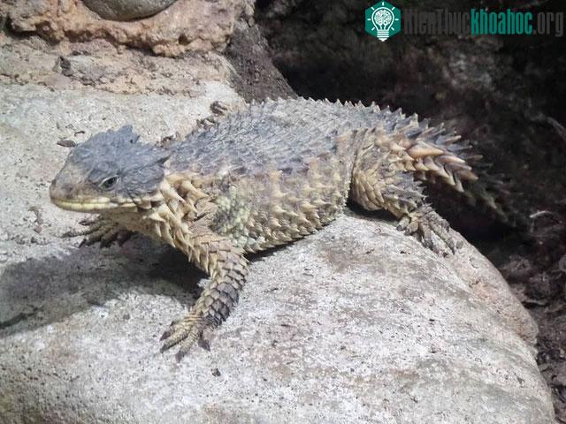 Chúng thường ăn côn trùng nhỏ và động vật không xương sống