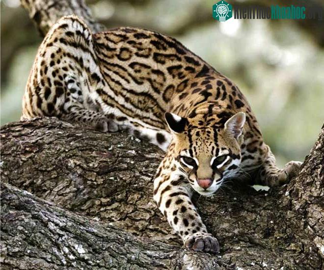 Mèo gấm Ocelot