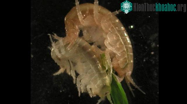 Pleistophora mulleri
