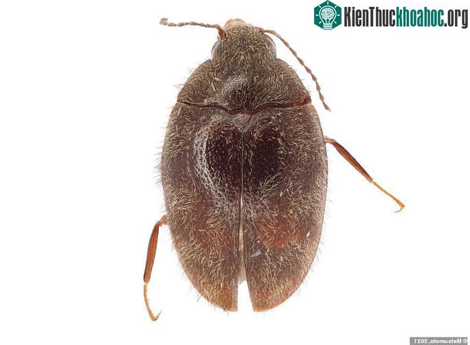Caccothryptus larryi