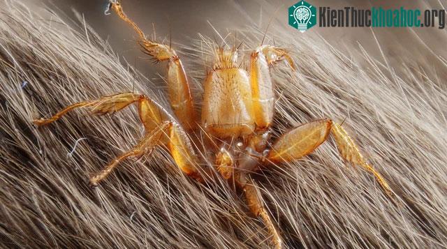 Nycteribiidae và Streblidae