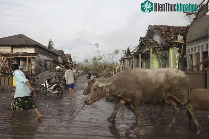 Indonesia nằm trên vành đai lửa Thái Bình Dương