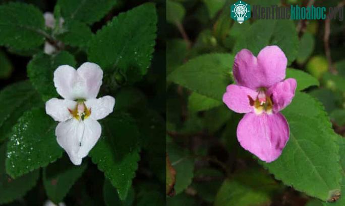 Impatiens versicolor