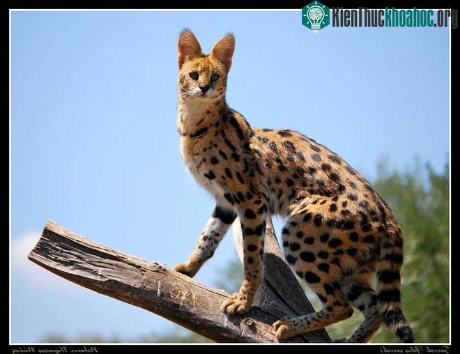 Mèo Serval