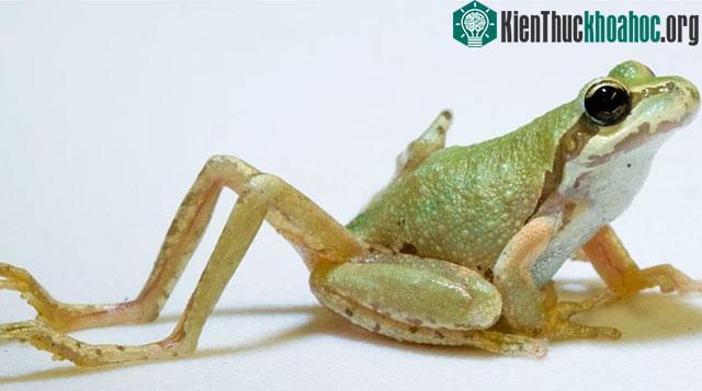 Ribeiroia ondatrae
