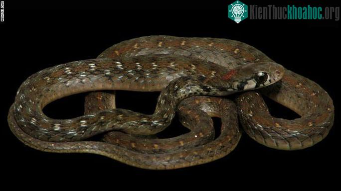 Rhabdophis bindi