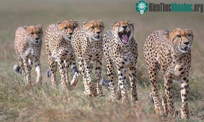 Bầy báo săn nổi tiếng Tano Bora ở Masai Mara.