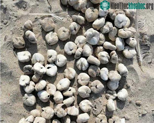 Sinh vật lạ giống như những củ khoai tây dạt vào bờ.