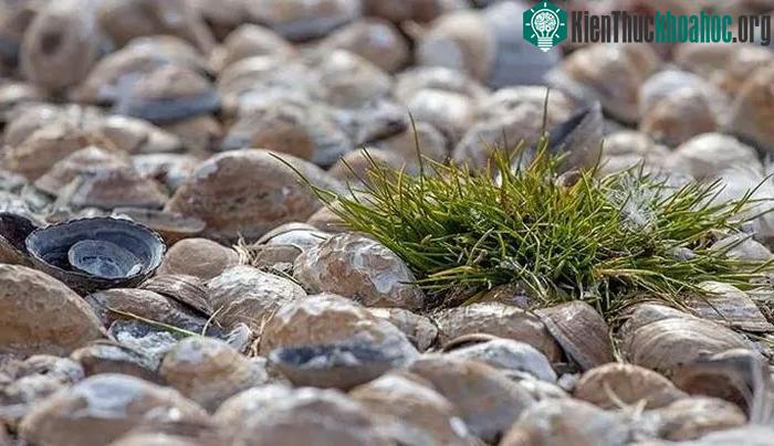 Deschampsia antarctica xuất hiện ngày còn nhiều ở hòn đảo thuộc Nam Cực