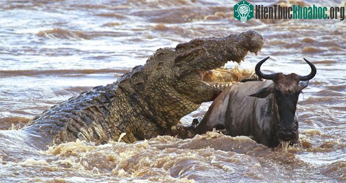 Cá sấu sông Nile tấn công linh dương đầu bò.