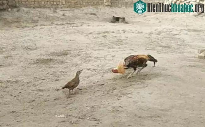 Cái kết vô cùng bất ngờ khi gà gô liên tục đánh bại gà trống trong cuộc đơn đấu