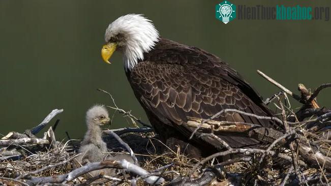 Tỷ lệ nhiễm độc chì ở đại bàng vàng và đại bàng đầu hói Mỹ là rất cao.
